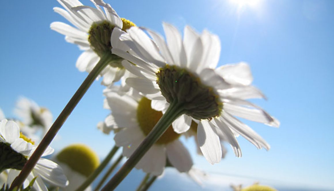 Sommar på Gullholmen